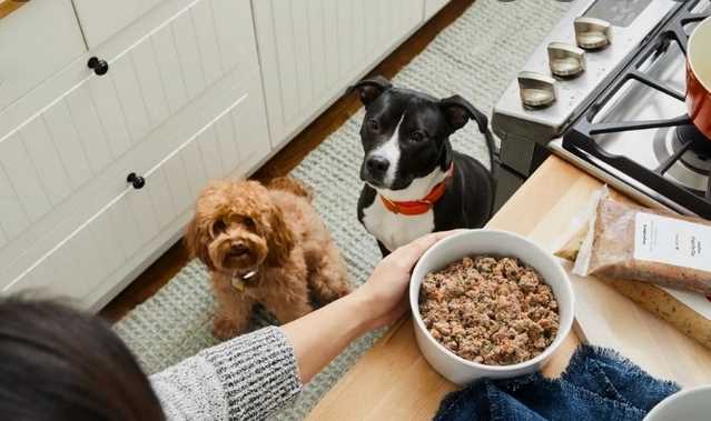 INVEST IN HIGH-QUALITY NATURAL DOG FOOD TODAY