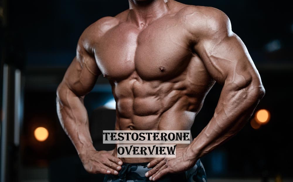 Testosterone Hormone Role and Benefits in The Body