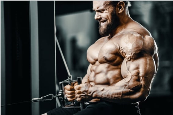 What are the Best Muscle Building Supplements?