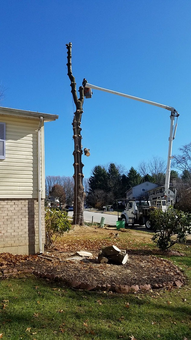 Choose Daniel's Lawn & Tree LLC for Reliable and Professional Tree Services in Wilmington DE